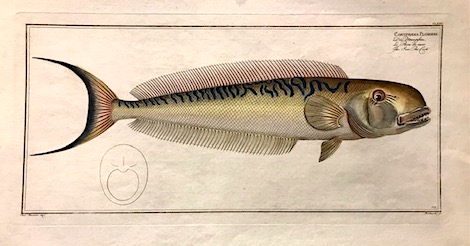 Bloch Marcus Elieser (1723-1799) Coryphaena Plumieri. Die Meerpfau. Le Paon de mer. The Sea Pea-Cock 1785 Berlino